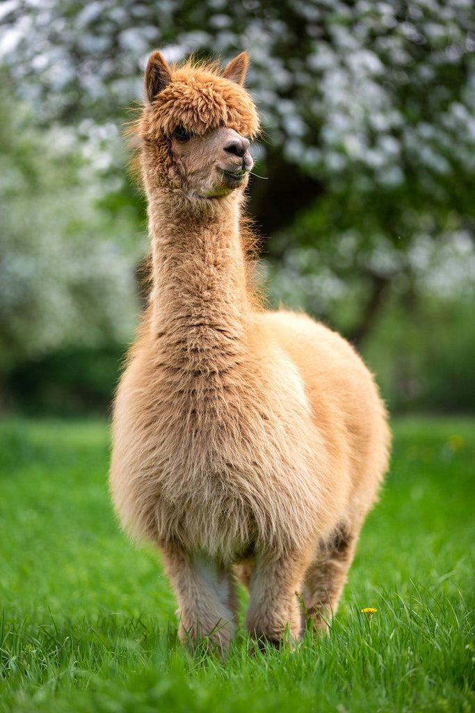 6 Surprising Traits of Alpaca Fiber